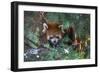 Red Panda in the Pine Trees-Kris Wiktor-Framed Photographic Print