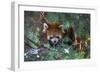 Red Panda in the Pine Trees-Kris Wiktor-Framed Photographic Print