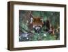 Red Panda in the Pine Trees-Kris Wiktor-Framed Photographic Print