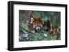 Red Panda in the Pine Trees-Kris Wiktor-Framed Photographic Print