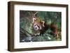 Red Panda in the Pine Trees-Kris Wiktor-Framed Photographic Print