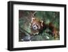 Red Panda in the Pine Trees-Kris Wiktor-Framed Photographic Print