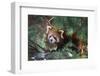 Red Panda in the Pine Trees-Kris Wiktor-Framed Photographic Print