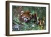 Red Panda in the Pine Trees-Kris Wiktor-Framed Photographic Print