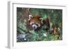 Red Panda in the Pine Trees-Kris Wiktor-Framed Photographic Print