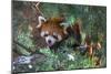 Red Panda in the Pine Trees-Kris Wiktor-Mounted Photographic Print