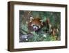 Red Panda in the Pine Trees-Kris Wiktor-Framed Photographic Print