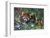 Red Panda in the Pine Trees-Kris Wiktor-Framed Photographic Print