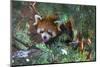 Red Panda in the Pine Trees-Kris Wiktor-Mounted Photographic Print