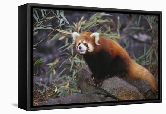Red Panda on Rock-DLILLC-Framed Stretched Canvas