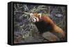 Red Panda on Rock-DLILLC-Framed Stretched Canvas