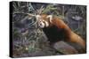 Red Panda on Rock-DLILLC-Stretched Canvas