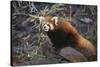 Red Panda on Rock-DLILLC-Stretched Canvas