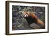 Red Panda on Rock-DLILLC-Framed Photographic Print