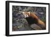 Red Panda on Rock-DLILLC-Framed Photographic Print