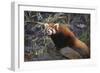 Red Panda on Rock-DLILLC-Framed Photographic Print