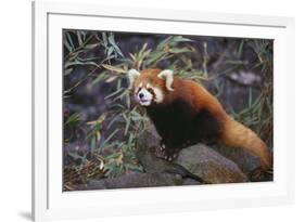 Red Panda on Rock-DLILLC-Framed Photographic Print