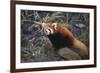 Red Panda on Rock-DLILLC-Framed Photographic Print