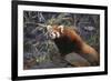 Red Panda on Rock-DLILLC-Framed Photographic Print