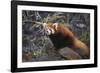 Red Panda on Rock-DLILLC-Framed Photographic Print