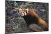 Red Panda on Rock-DLILLC-Mounted Photographic Print