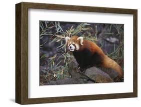 Red Panda on Rock-DLILLC-Framed Photographic Print