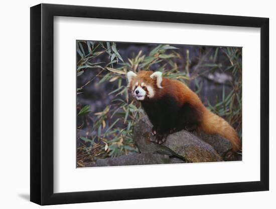 Red Panda on Rock-DLILLC-Framed Photographic Print