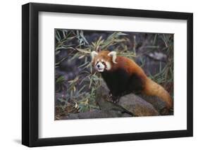 Red Panda on Rock-DLILLC-Framed Photographic Print