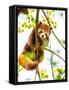 Red Panda  or Lesser Panda Hanging on a Branch High in a Tree-luckybusiness-Framed Stretched Canvas