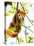 Red Panda  or Lesser Panda Hanging on a Branch High in a Tree-luckybusiness-Stretched Canvas