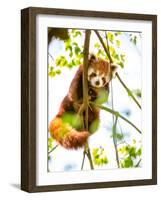 Red Panda  or Lesser Panda Hanging on a Branch High in a Tree-luckybusiness-Framed Photographic Print