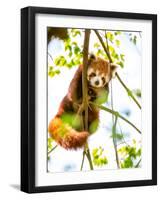 Red Panda  or Lesser Panda Hanging on a Branch High in a Tree-luckybusiness-Framed Photographic Print
