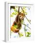 Red Panda  or Lesser Panda Hanging on a Branch High in a Tree-luckybusiness-Framed Photographic Print