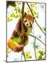 Red Panda  or Lesser Panda Hanging on a Branch High in a Tree-luckybusiness-Mounted Photographic Print