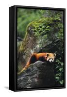 Red Panda Resting on Rock-DLILLC-Framed Stretched Canvas