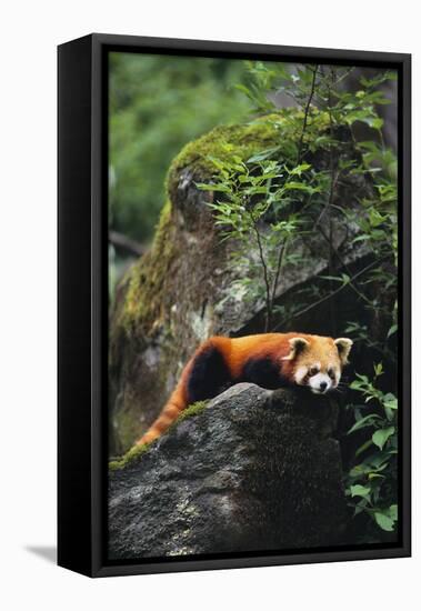 Red Panda Resting on Rock-DLILLC-Framed Stretched Canvas