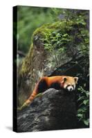 Red Panda Resting on Rock-DLILLC-Stretched Canvas