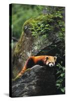 Red Panda Resting on Rock-DLILLC-Stretched Canvas