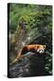 Red Panda Resting on Rock-DLILLC-Stretched Canvas