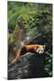 Red Panda Resting on Rock-DLILLC-Mounted Premium Photographic Print