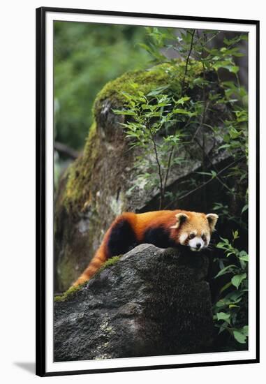Red Panda Resting on Rock-DLILLC-Framed Premium Photographic Print