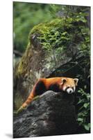 Red Panda Resting on Rock-DLILLC-Mounted Premium Photographic Print