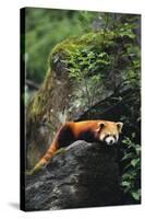 Red Panda Resting on Rock-DLILLC-Stretched Canvas