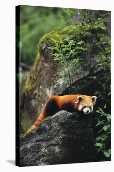 Red Panda Resting on Rock-DLILLC-Stretched Canvas