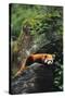 Red Panda Resting on Rock-DLILLC-Stretched Canvas