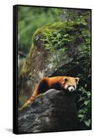Red Panda Resting on Rock-DLILLC-Framed Stretched Canvas
