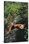 Red Panda Resting on Rock-DLILLC-Stretched Canvas