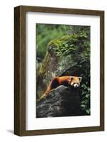 Red Panda Resting on Rock-DLILLC-Framed Photographic Print