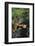 Red Panda Resting on Rock-DLILLC-Framed Photographic Print