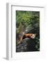 Red Panda Resting on Rock-DLILLC-Framed Photographic Print